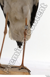 Leg Bird Animal photo references